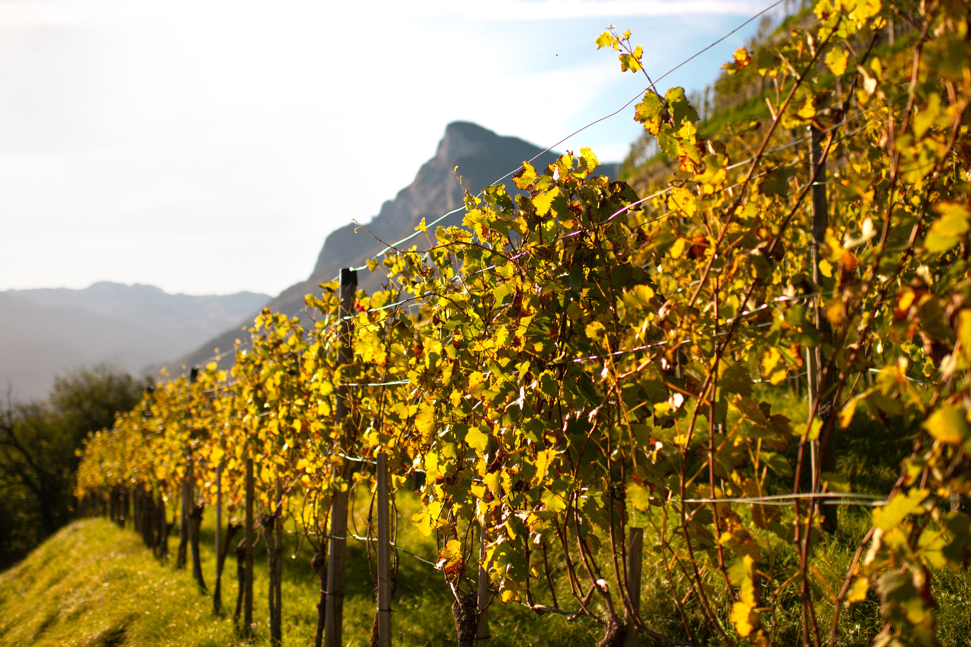 Weinberg in Balzers