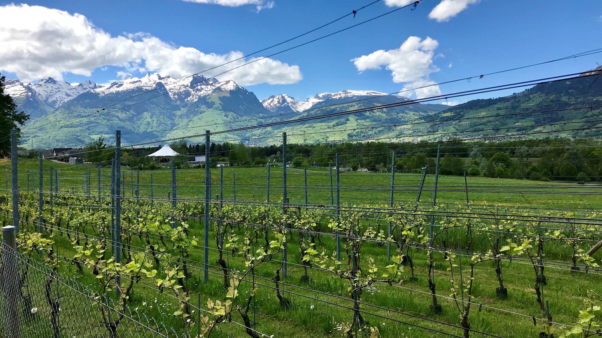 Etiquette Riesling Silvaner, Harry Zech Weinbau, Liechtenstein
